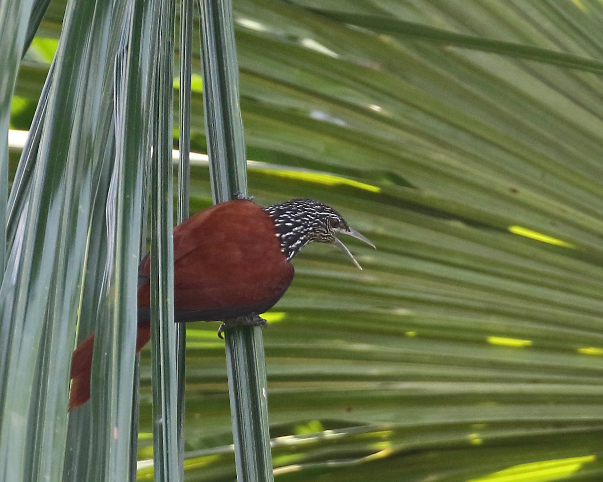 Point-tailed Palmcreeper - ML122856871
