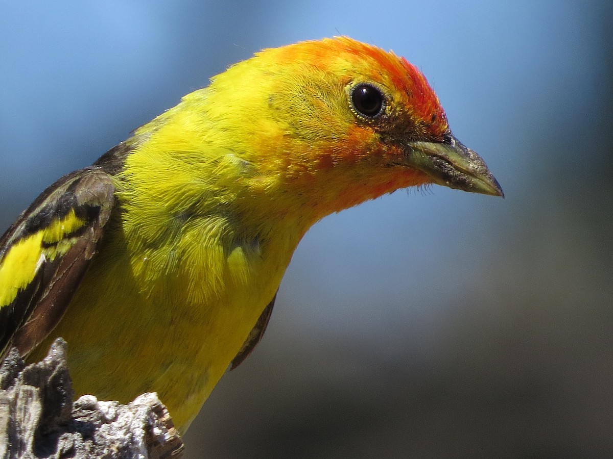 Western Tanager - ML122860081