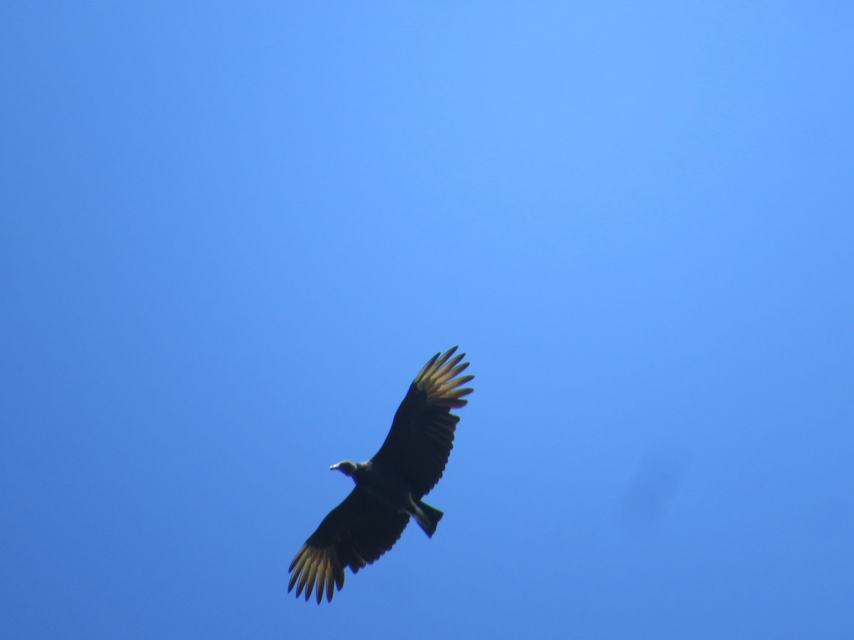 Black Vulture - Jafeth Zablah