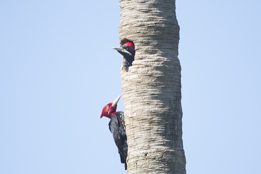 Cream-backed Woodpecker - Oscar Bordon