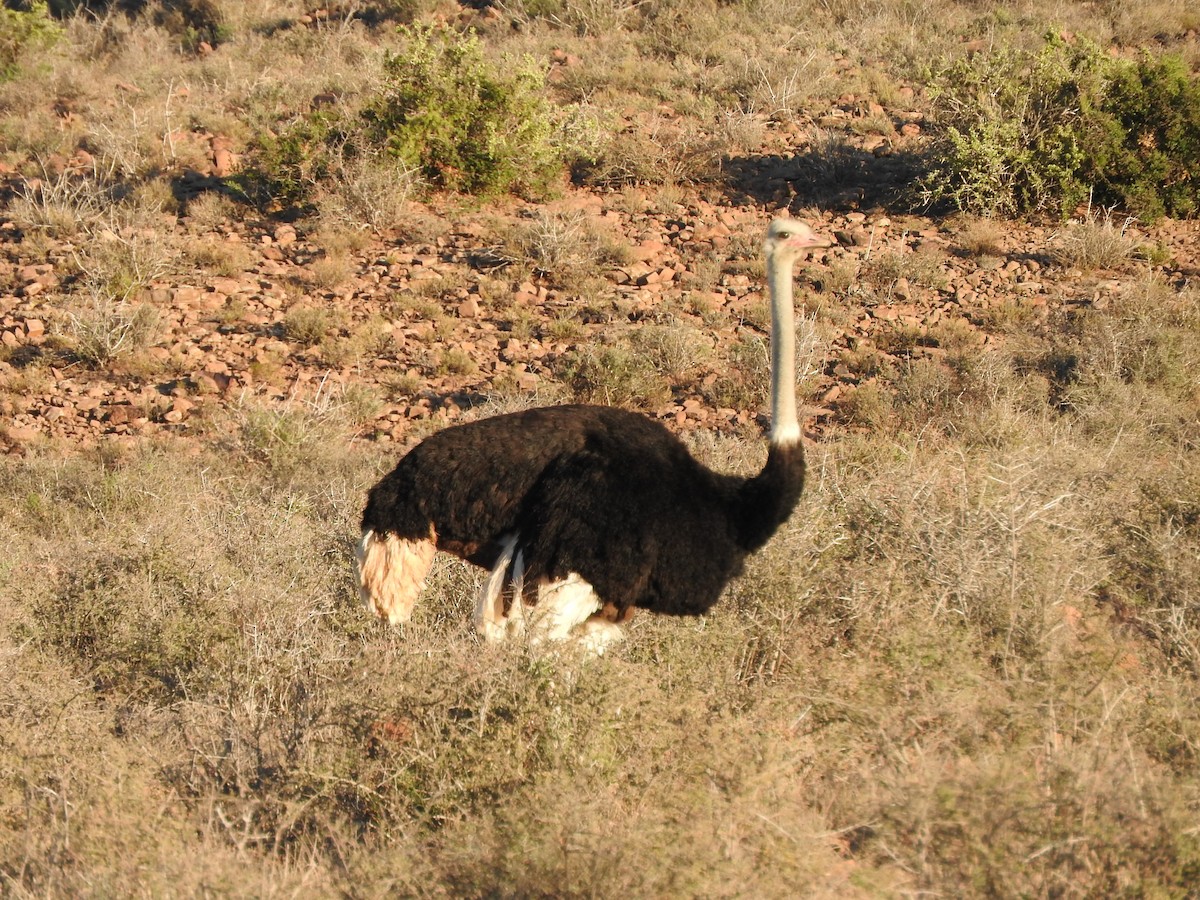 Common Ostrich - ML122863731