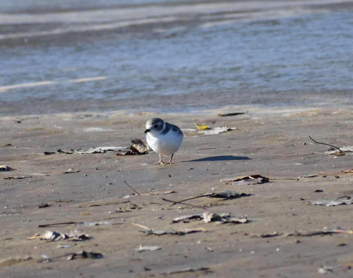 Piping Plover - Thomas W. Roach