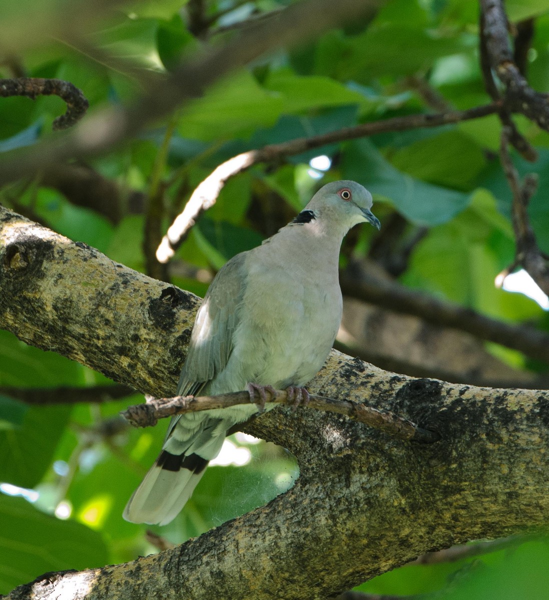 Mourning Collared-Dove - ML122867501