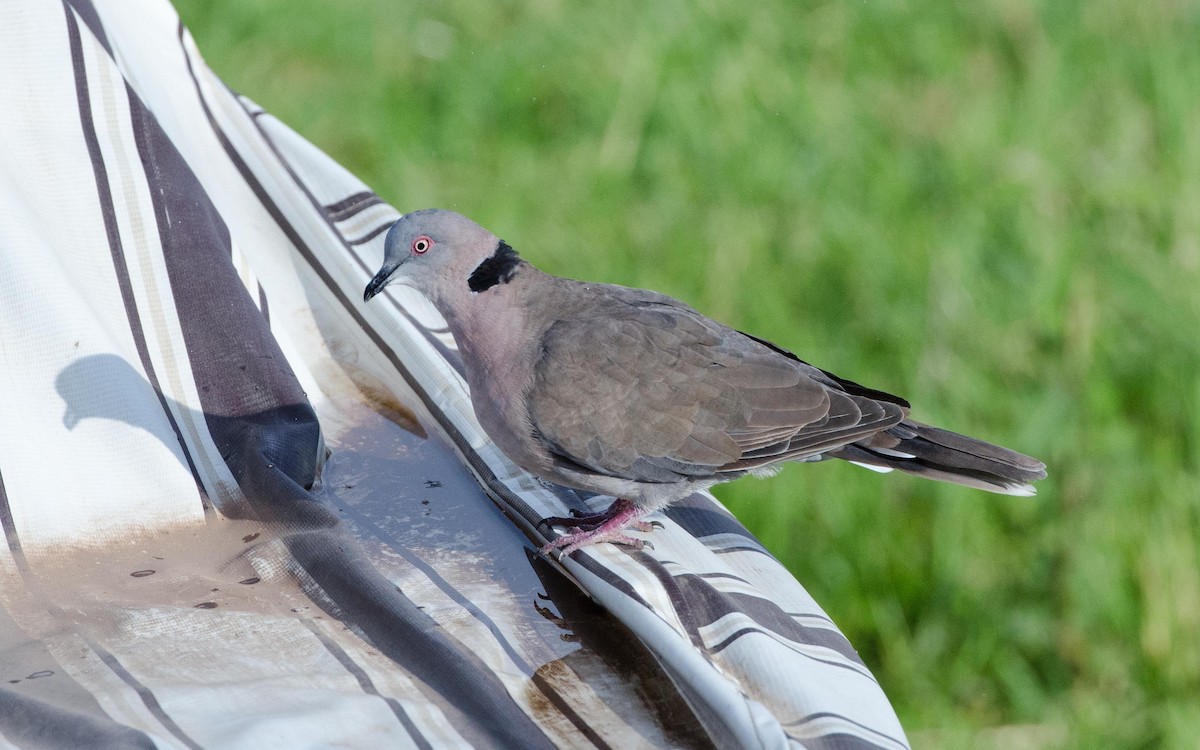 Mourning Collared-Dove - ML122867551