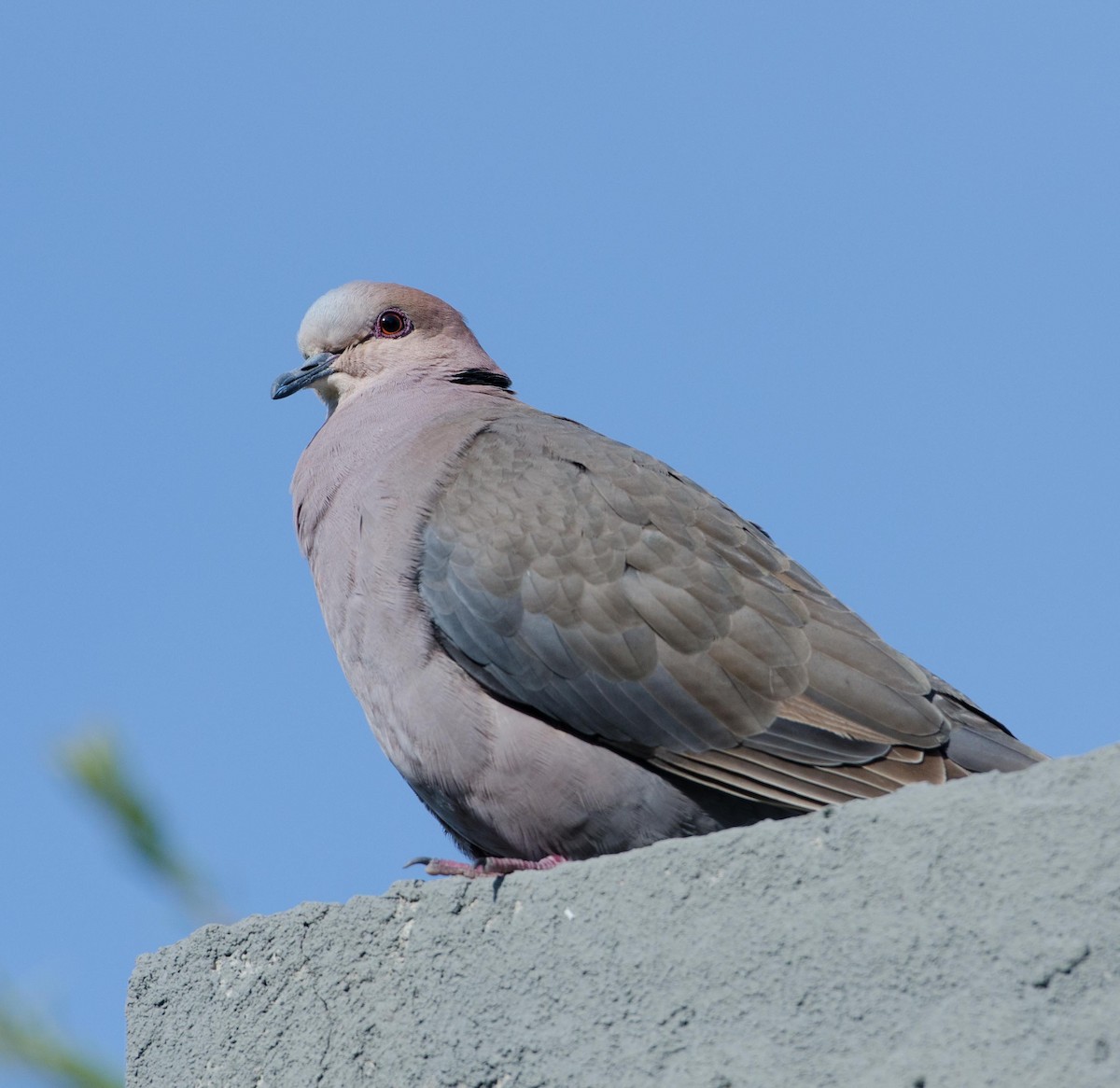 Red-eyed Dove - ML122867631