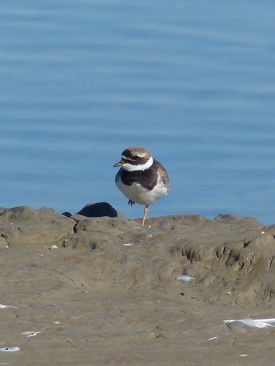 Common Ringed Plover - Stéphane  Thomin