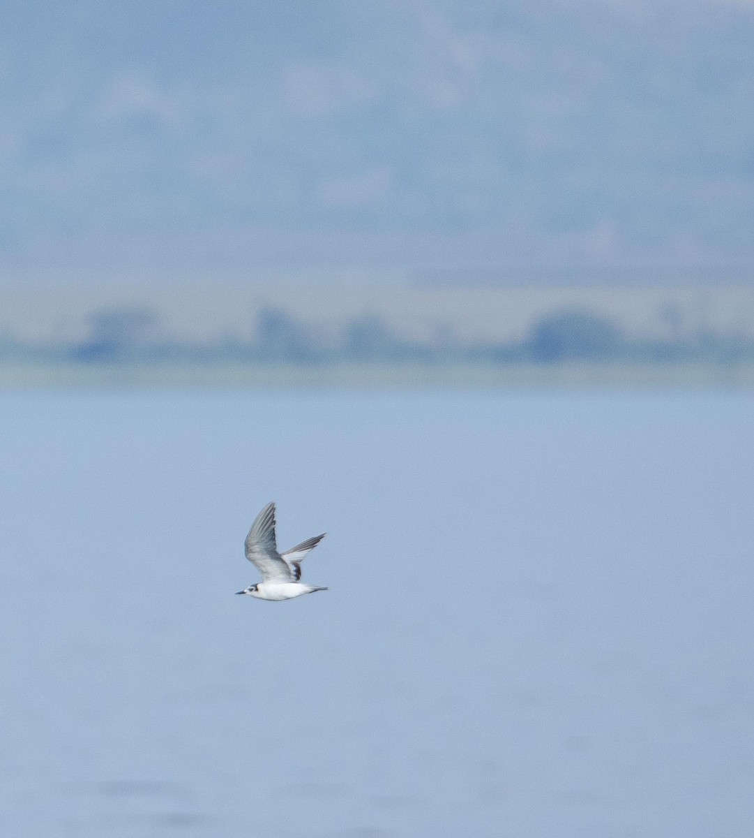 White-winged Tern - ML122867961