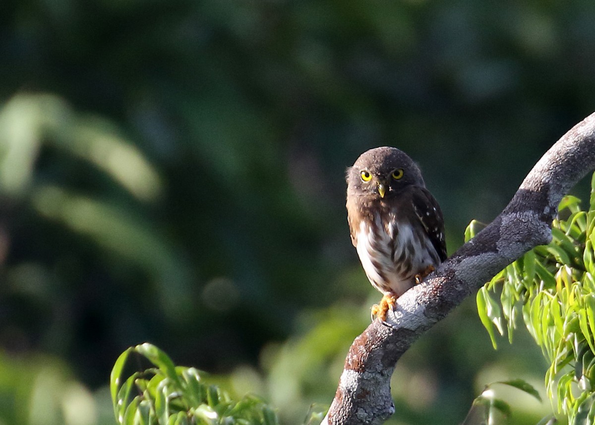 Amazonian Pygmy-Owl - ML122868761