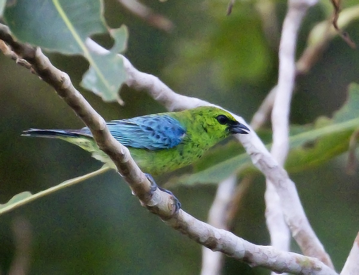 Dotted Tanager - Myles McNally