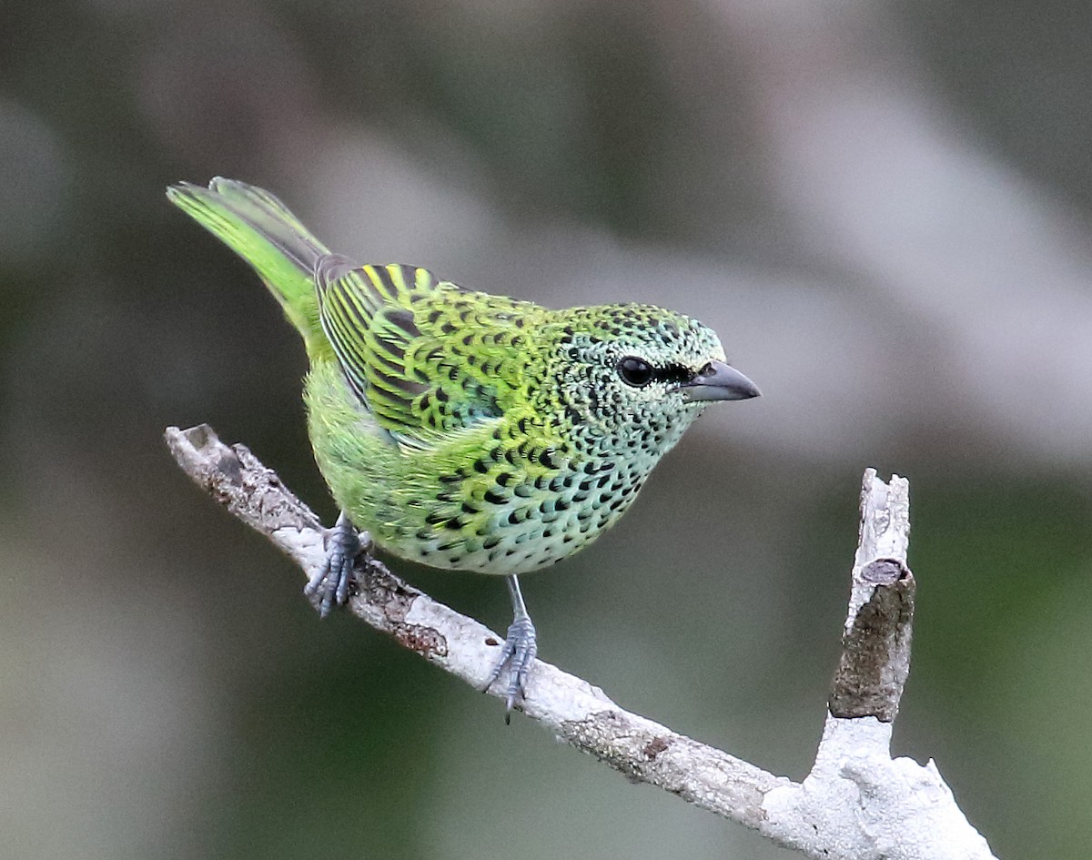 Spotted Tanager - Myles McNally