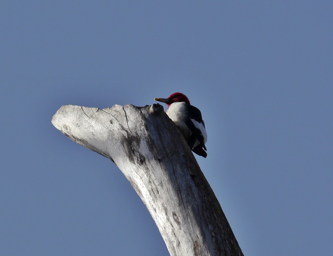 Red-headed Woodpecker - Fawn Bowden