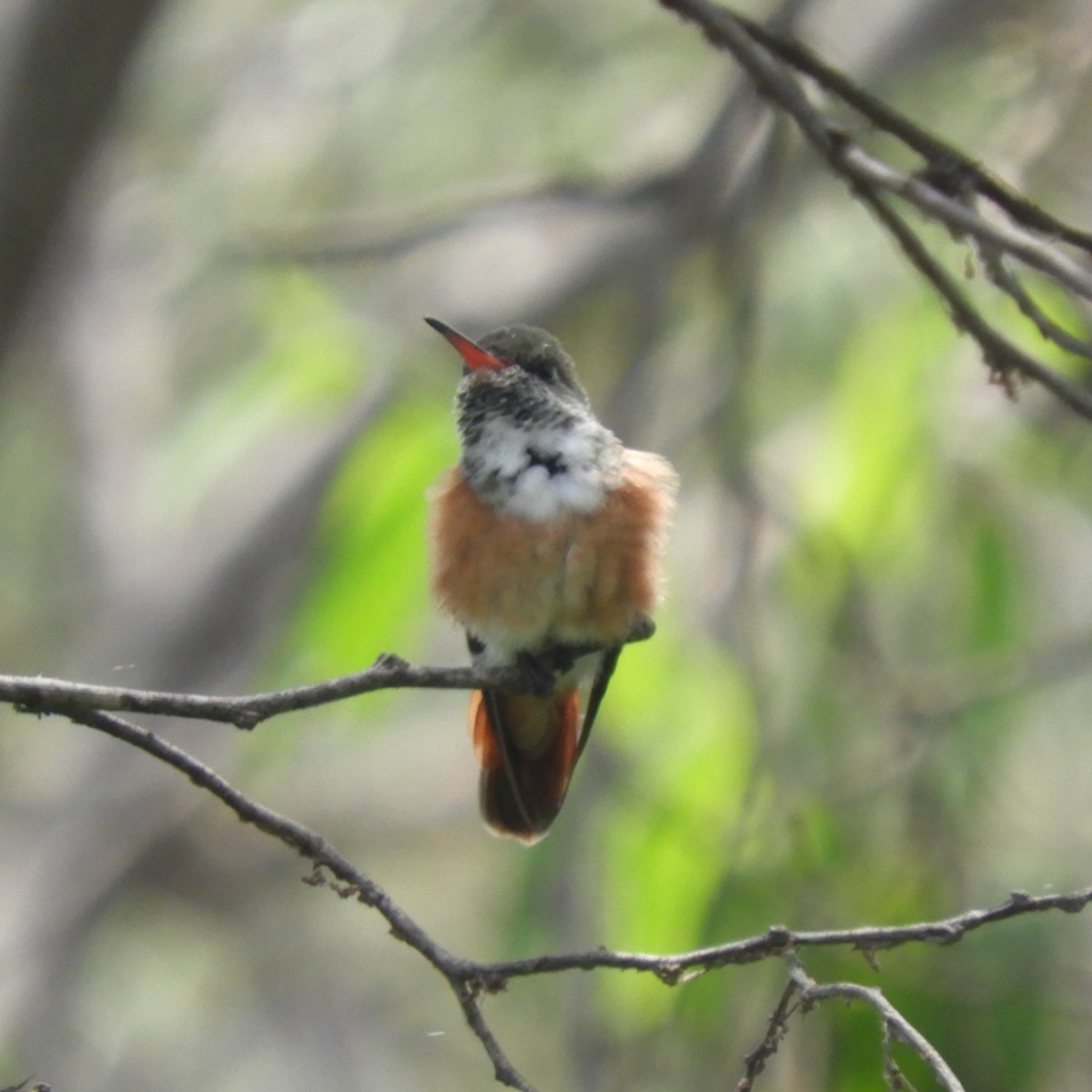 Amazilia Hummingbird - Cliff Cordy