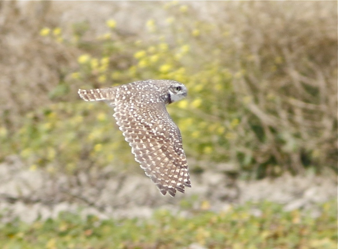 Burrowing Owl - ML122888361