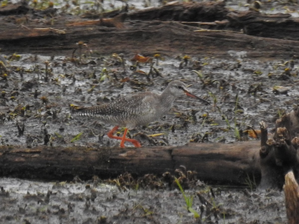 Spotted Redshank - Timothy Guida