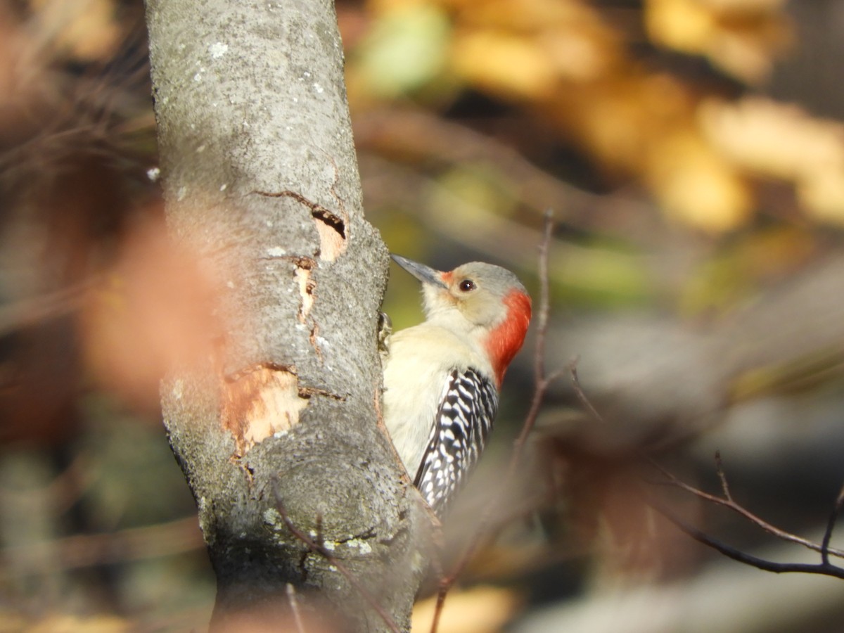 Red-bellied Woodpecker - ML122889161