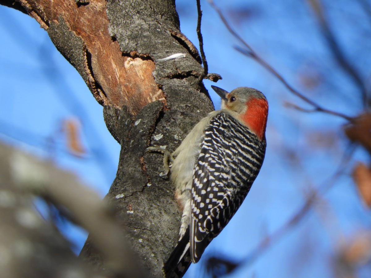 Red-bellied Woodpecker - ML122889181