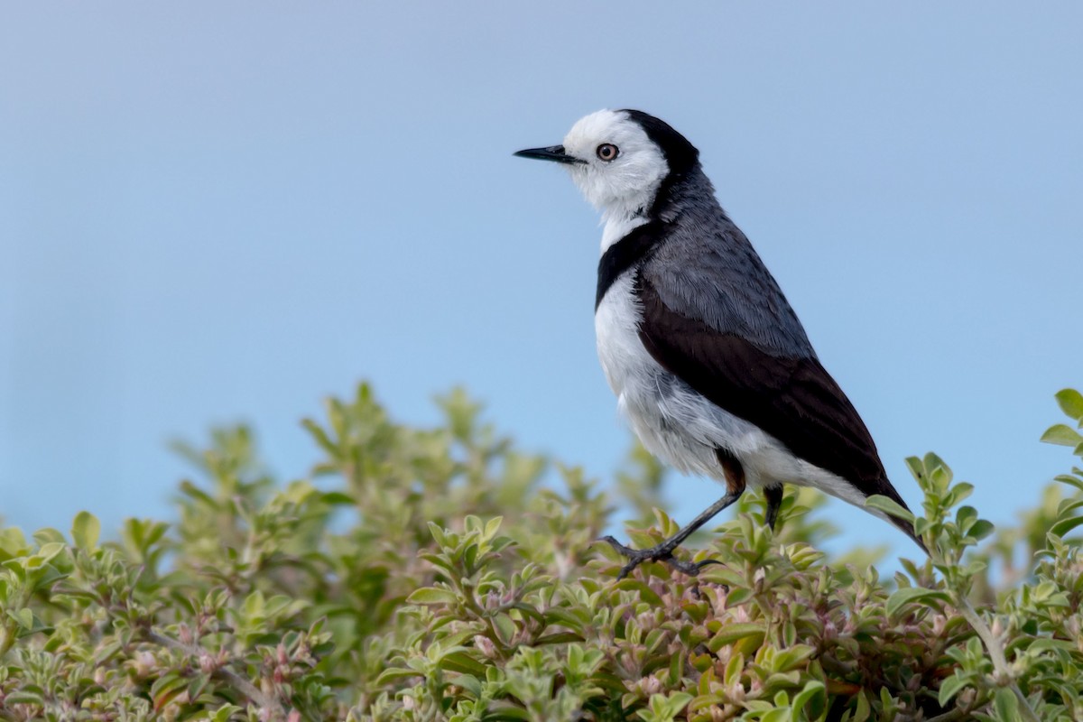 White-fronted Chat - ML122891911