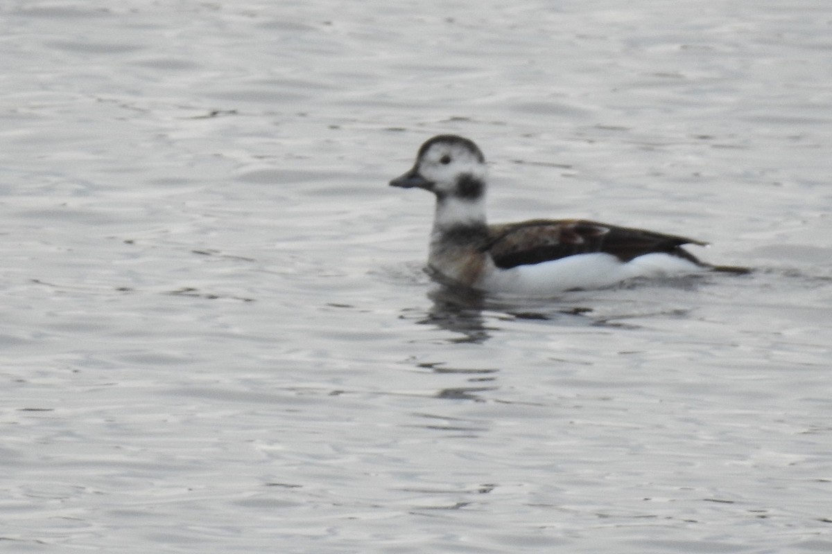 Long-tailed Duck - ML122894731