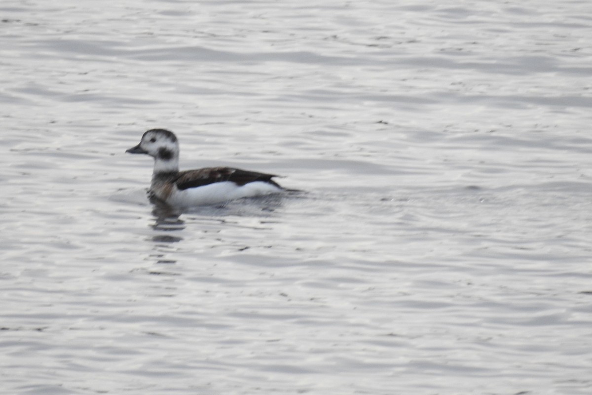 Long-tailed Duck - ML122894741