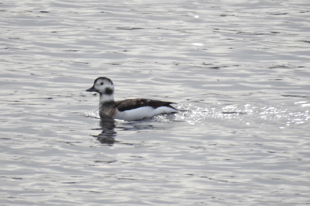 Long-tailed Duck - ML122894751