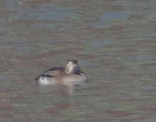 Long-tailed Duck - ML122895381