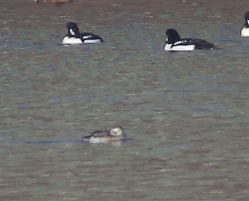Long-tailed Duck - ML122895471