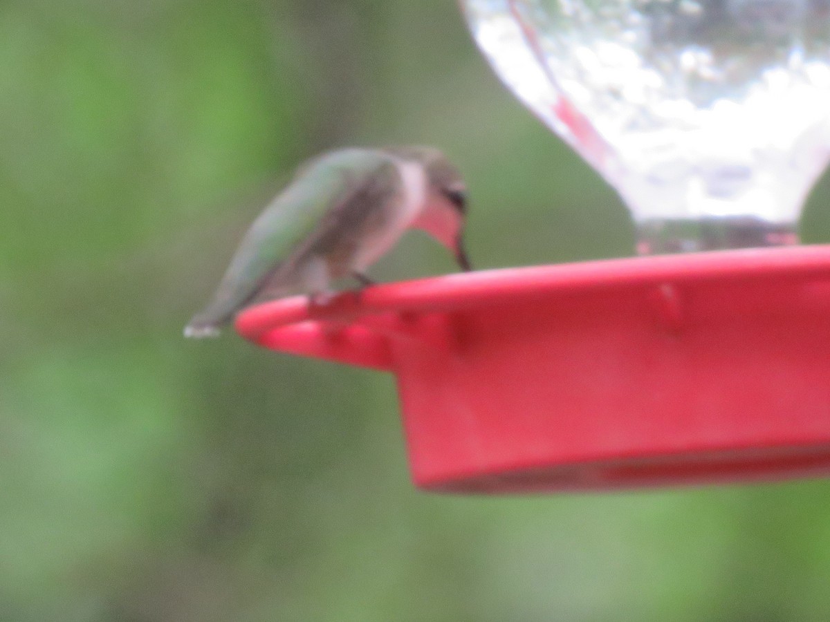 Black-chinned Hummingbird - Sandy Morrissey