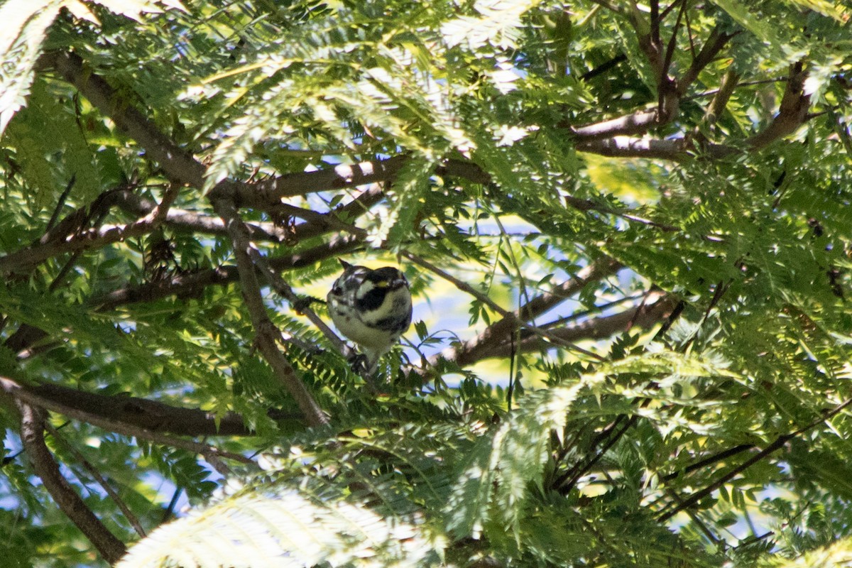 Black-throated Gray Warbler - ML122901281