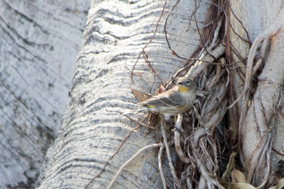 Yellow-rumped Warbler (Audubon's) - ML122901691