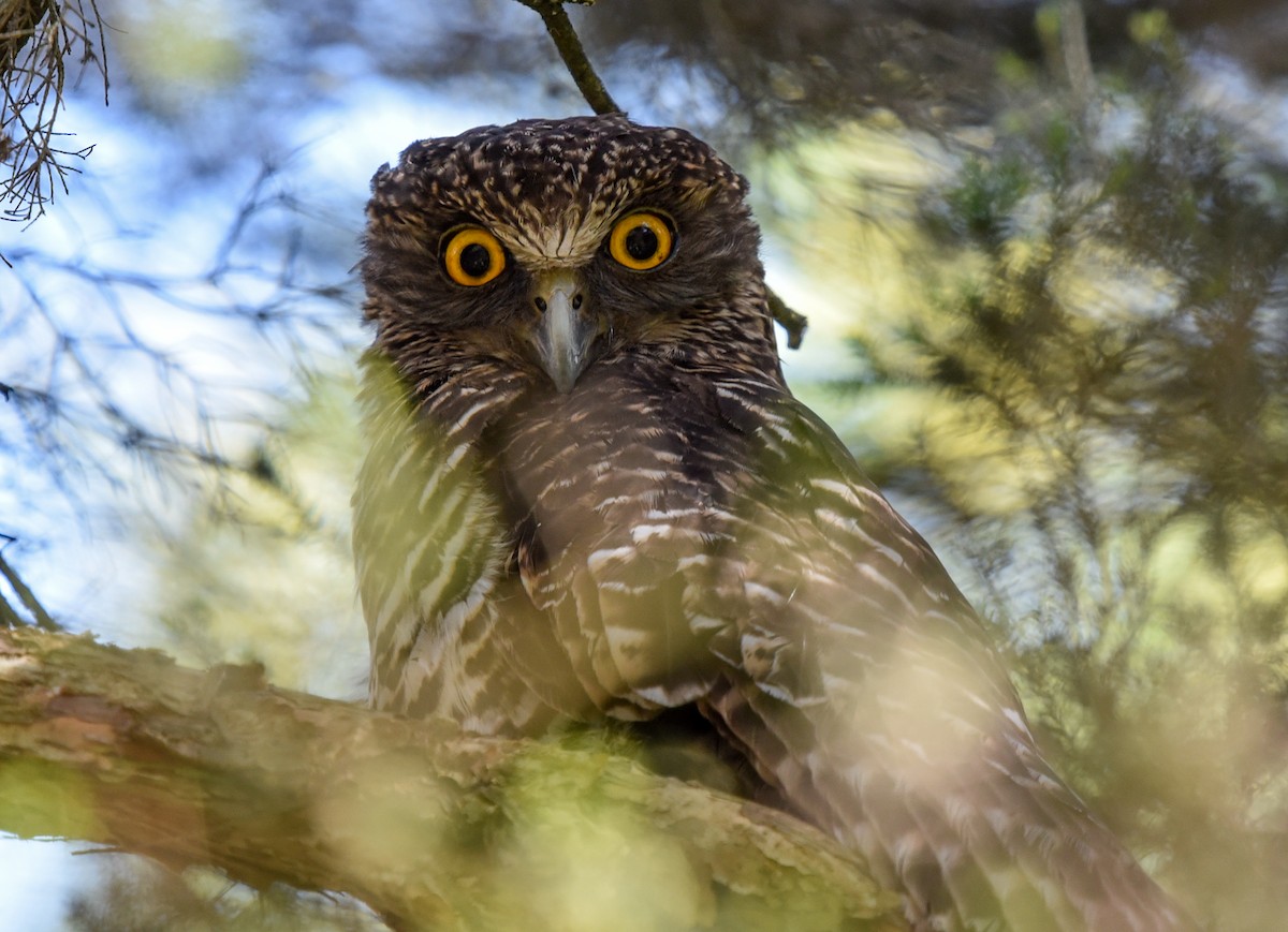 Powerful Owl - Bruce Wedderburn