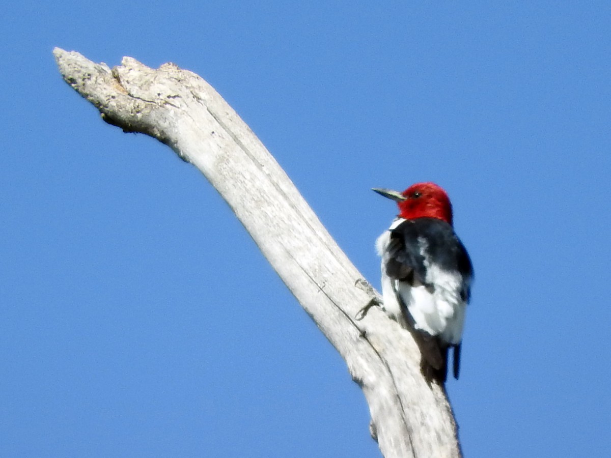 Red-headed Woodpecker - ML122904821