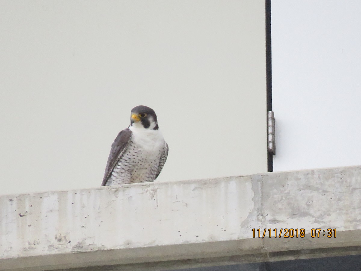 Peregrine Falcon (Tundra) - Norton Gill