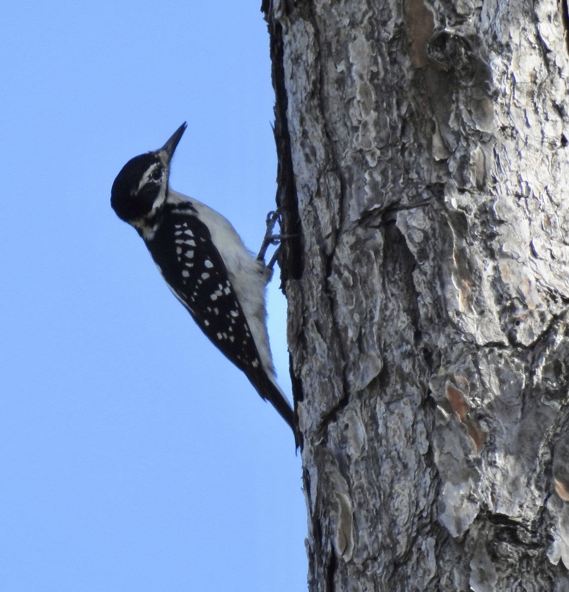 Hairy Woodpecker (Eastern) - ML122909131