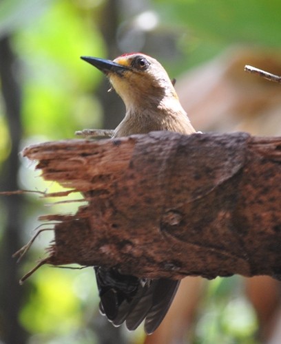Red-crowned Woodpecker - Carlos Navea