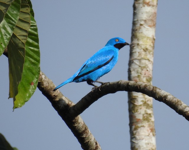 Plum-throated Cotinga - eBird