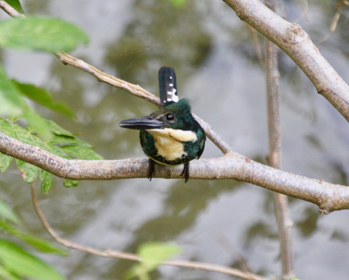 Amazon Kingfisher - Roger Clark