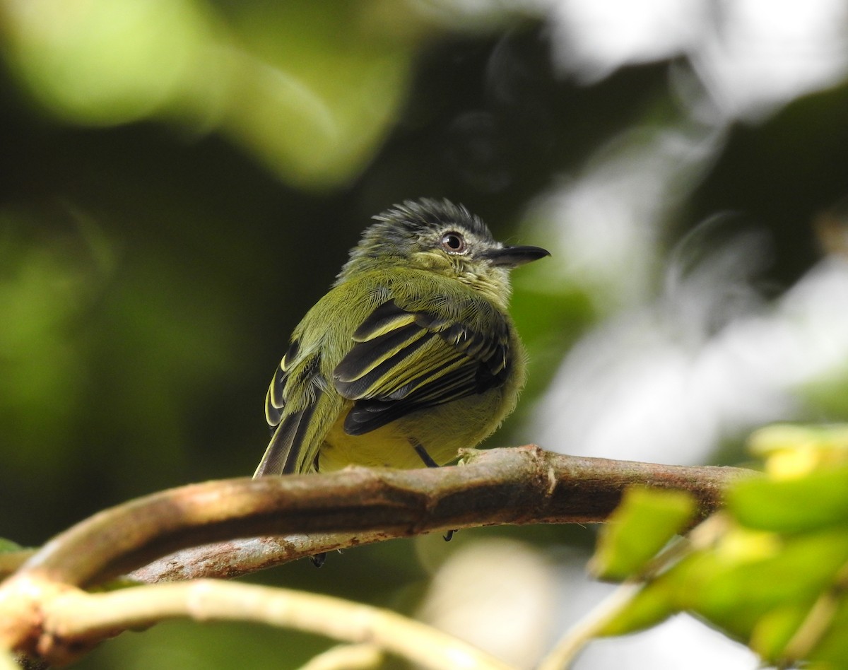 Gray-crowned Flatbill - ML122914231