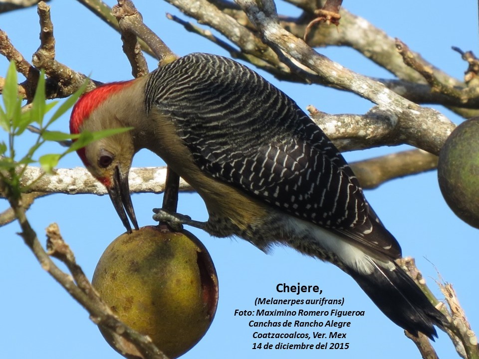 Golden-fronted Woodpecker - Maximino Romero Figueroa