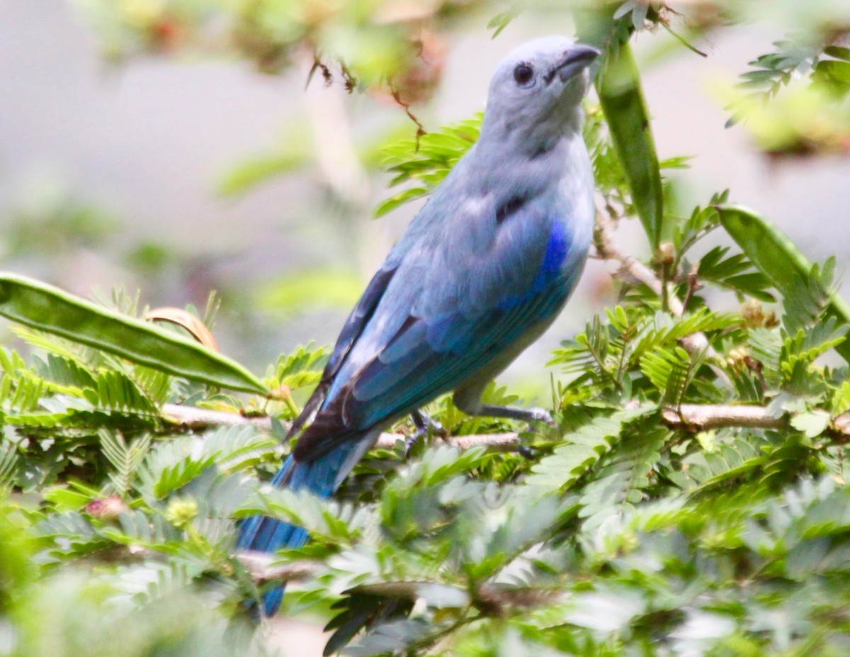 Blue-gray Tanager - ML122916141