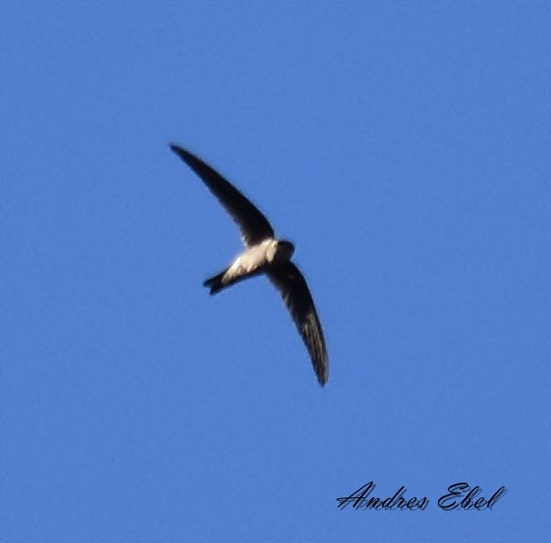 Andean Swift - ML122916501