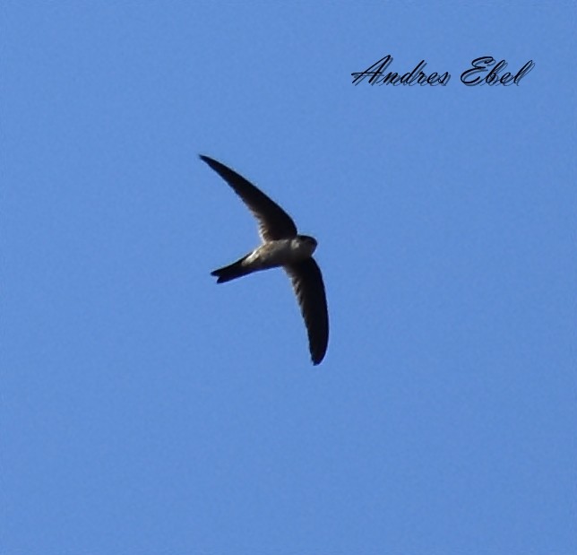 Andean Swift - ML122916511