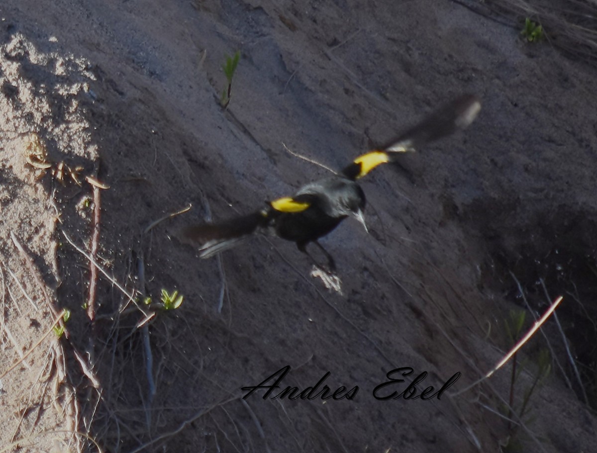 Yellow-winged Blackbird - ML122917471