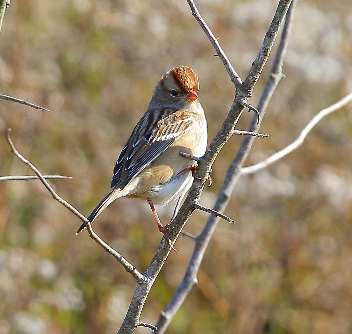 White-crowned Sparrow - Bala Chennupati
