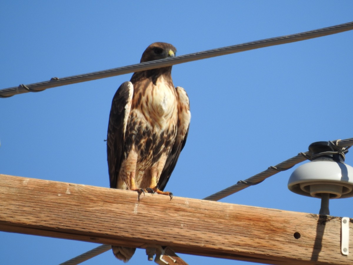 Red-tailed Hawk - ML122921251