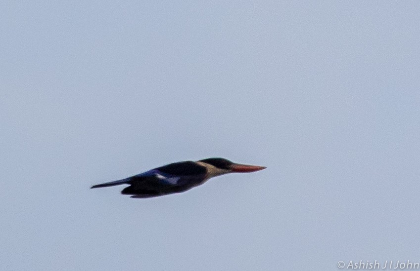 Black-capped Kingfisher - ML122924861