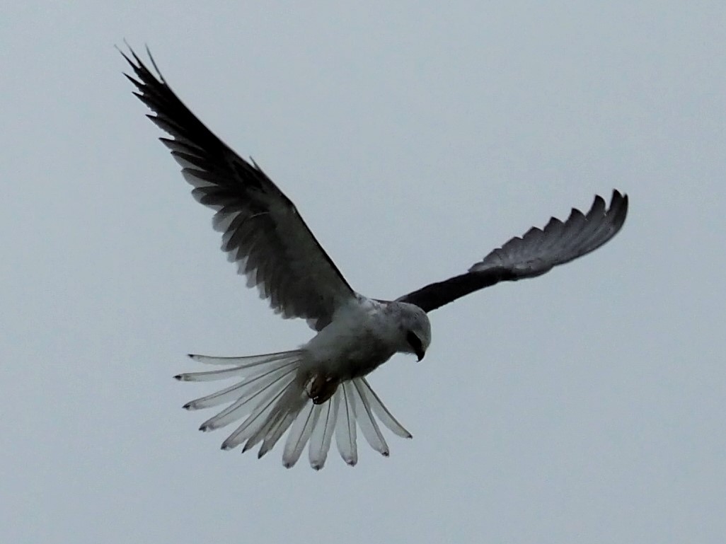 White-tailed Kite - ML122928851