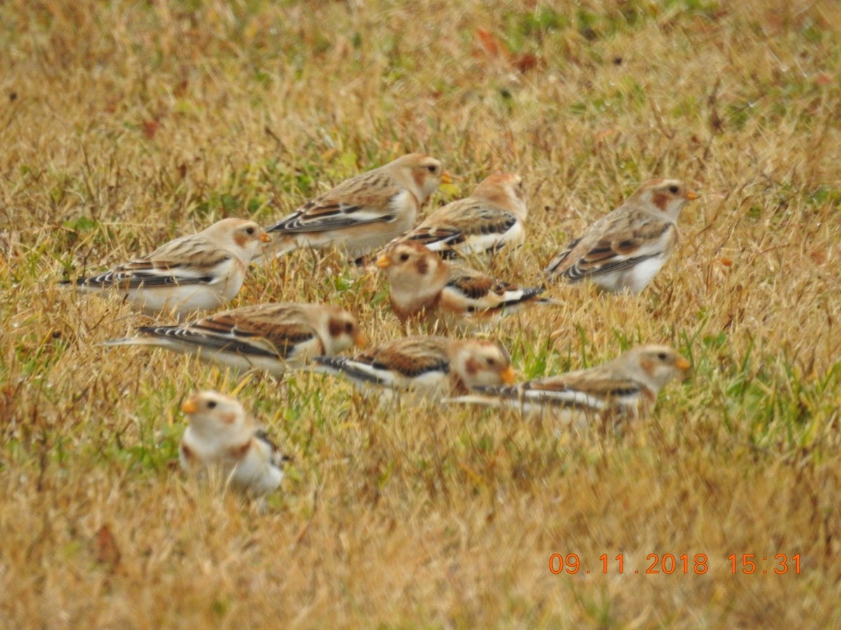 Snow Bunting - Piping Plover