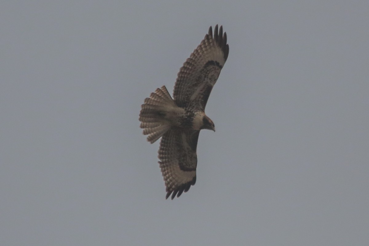 Red-tailed Hawk - ML122931021