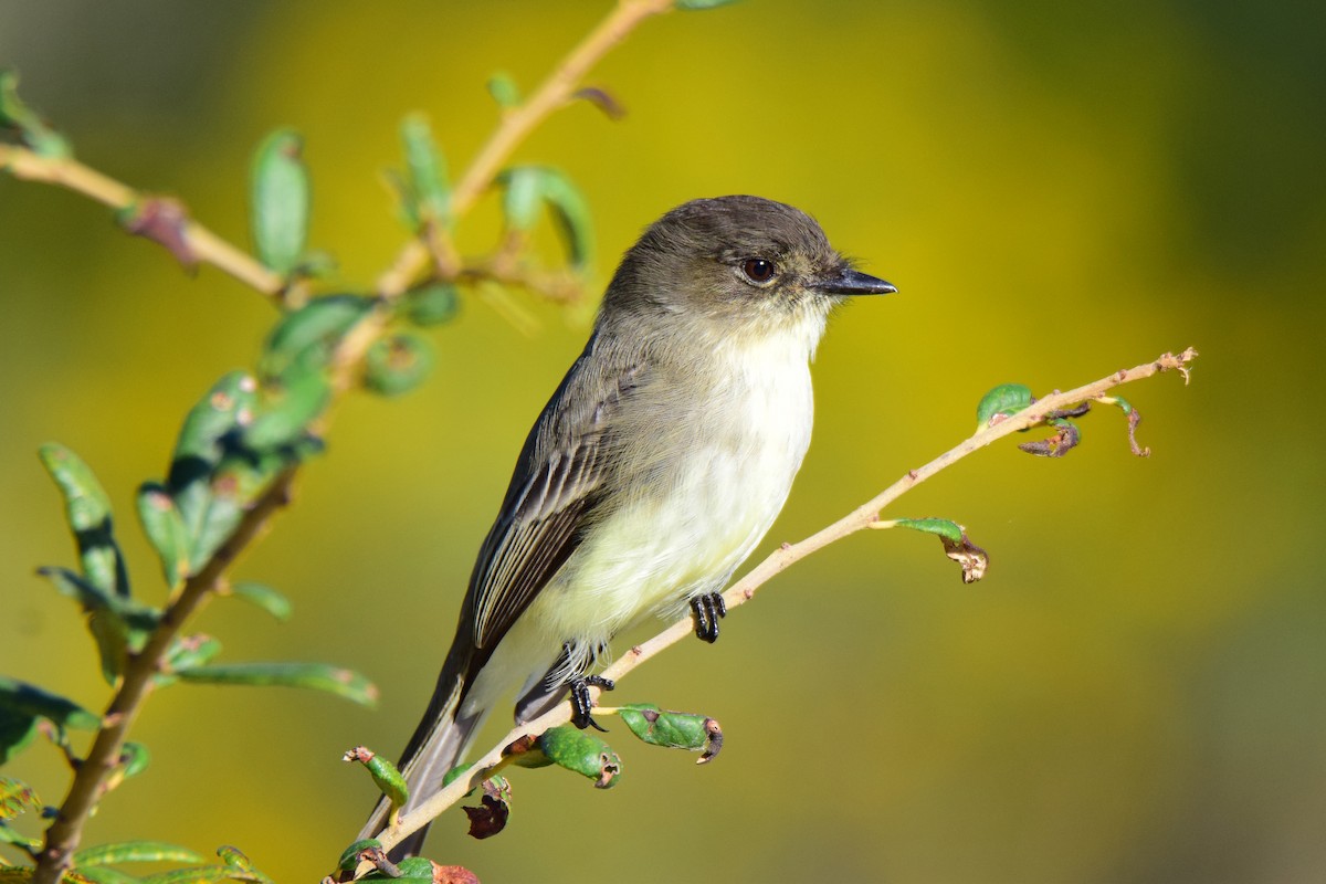 Eastern Phoebe - Perry Doggrell