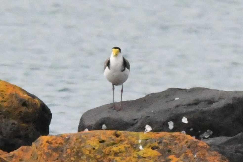 Masked Lapwing - Cathryn Dippo
